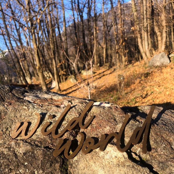 Wild world - immagine 4